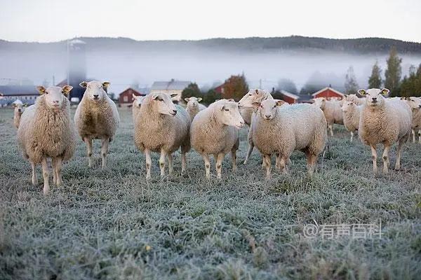 初学者如何养殖绵羊，幼羊期育肥的重要性及饲料比例的提高