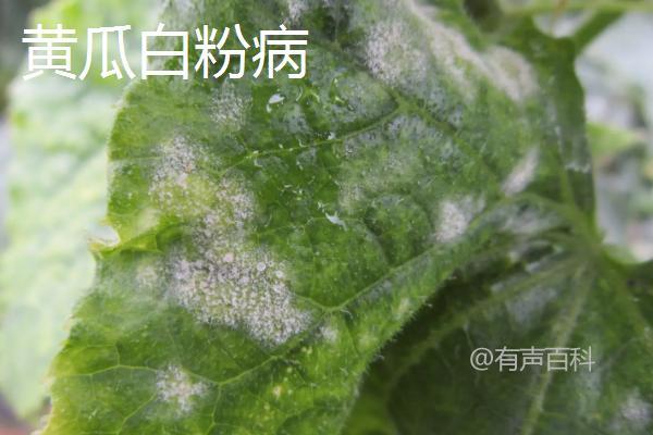 氯溴异氰尿酸的正确使用方法及注意事项