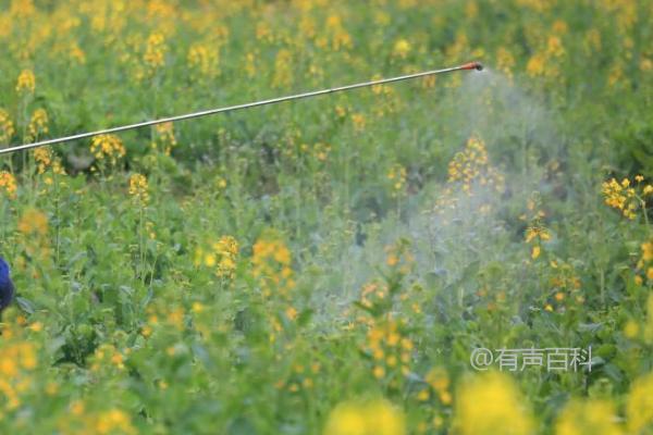 油菜生长期管理技巧，盛花期应增加水肥施用