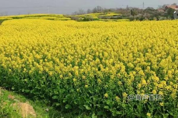 油菜生长期管理技巧，盛花期应增加水肥施用