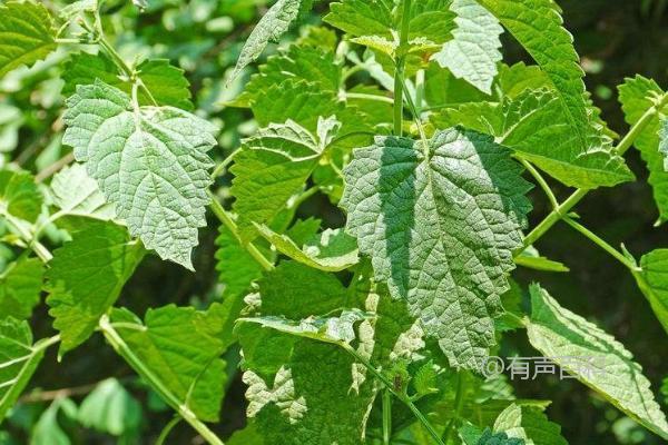 藿香的种植方法及如何将根茎排列在沟底后进行封沟浇水