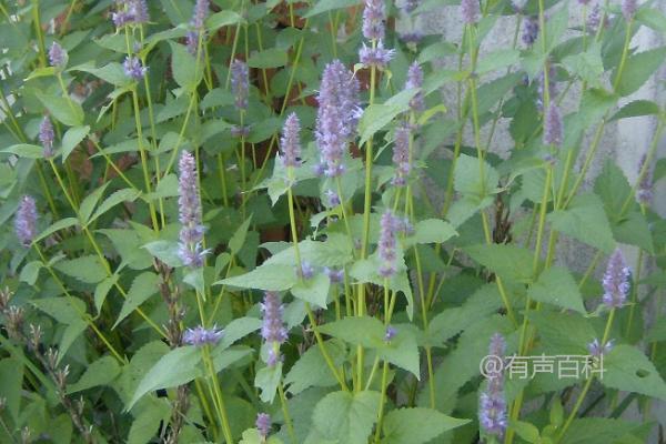 藿香的种植方法及如何将根茎排列在沟底后进行封沟浇水