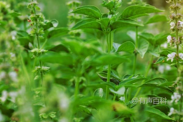 藿香的种植方法及如何将根茎排列在沟底后进行封沟浇水