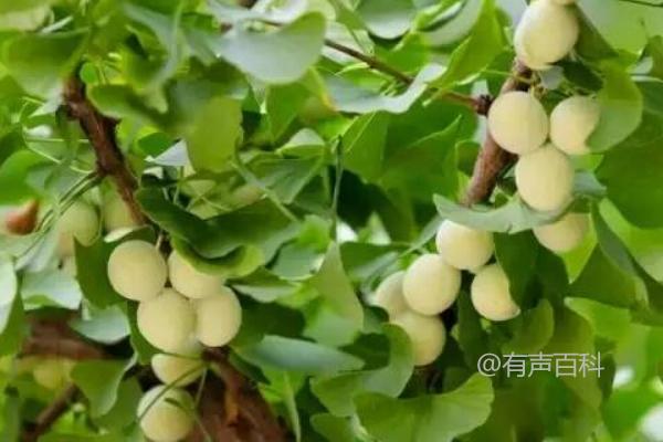 白果价格及种植时间查询