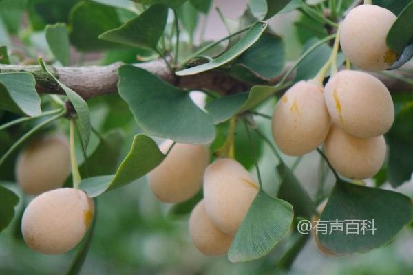 白果价格及种植时间查询