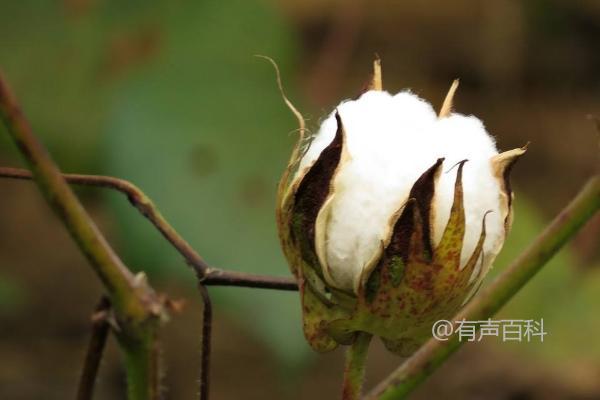 湘棉34棉花种子种植特性及亩产 2500-3000株