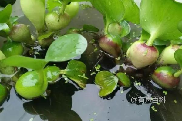 水葫芦的功能：水葫芦可以实现净化水质的效果吗？