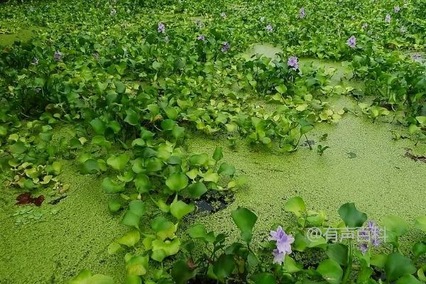 水葫芦的功能：水葫芦可以实现净化水质的效果吗？