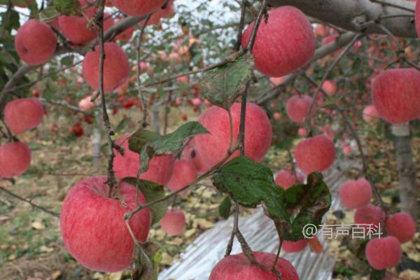 苹果霉疾害症状及果实受害情况