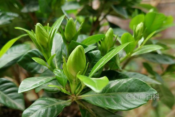 栀子花为何花蕾掉落？长期缺光引发的落花掉蕾现象