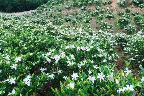 栀子花为何花蕾掉落？长期缺光引发的落花掉蕾现象