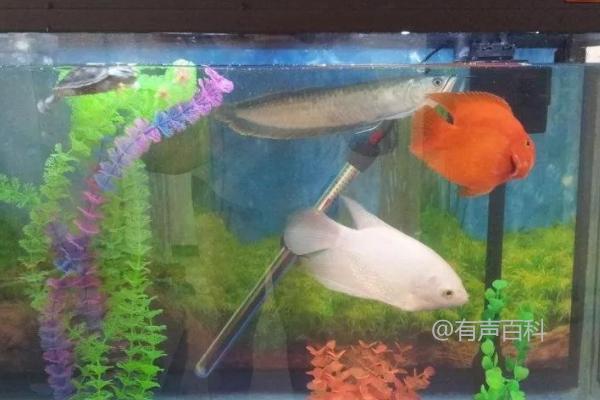 鱼身出现白色絮状物怎么办？换水升温、使用碘消毒剂浸泡病鱼可能解决问题