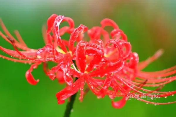 彼岸花生长地点及环境特点