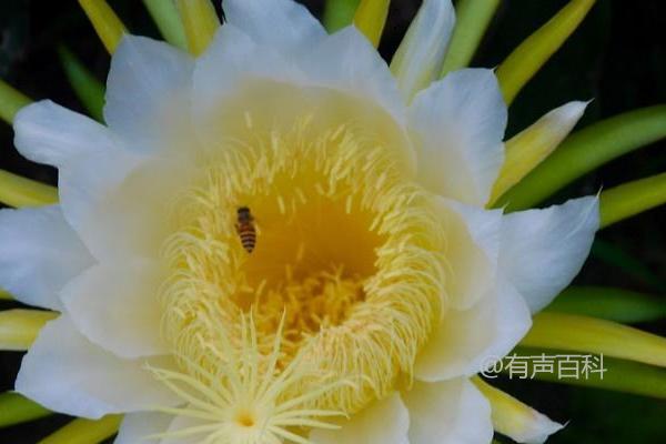 霸王花种植方法，热带亚热带气候中的适用性