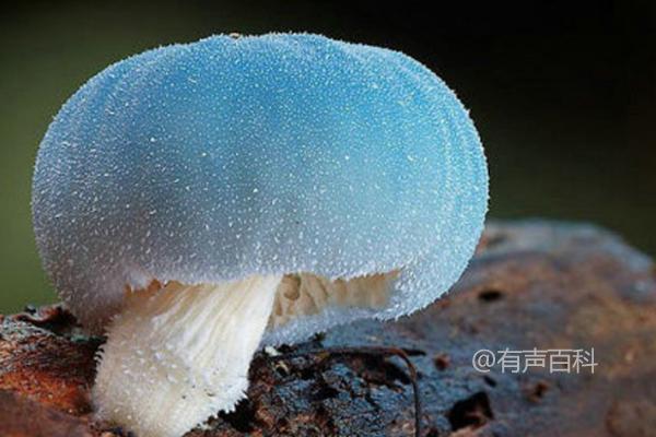 蘑菇种植技术：温度和湿度的控制要点