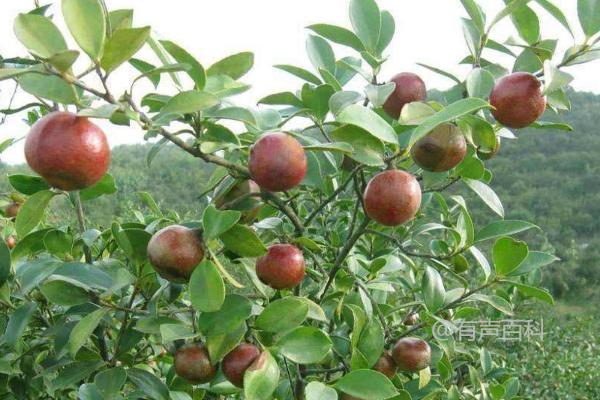 油茶树管理技巧，季节与温度对肥料施用的影响