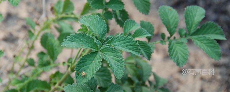 仙鹤草种植与繁殖技术详解