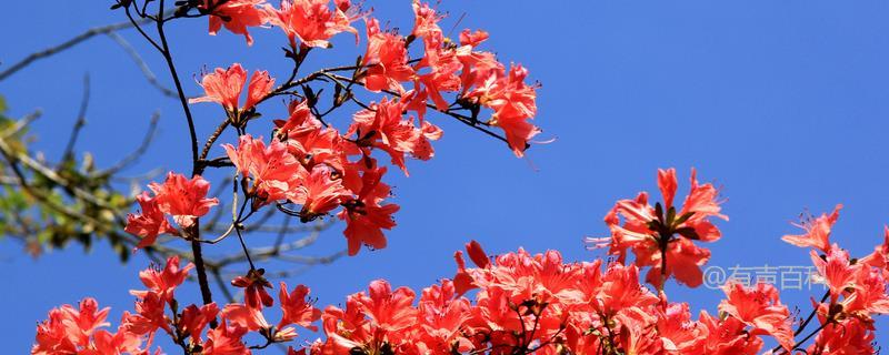 杜鹃花叶枯病的防治策略，怎样处理病残落叶