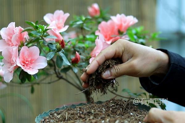 杜鹃花叶枯病的防治策略，怎样处理病残落叶