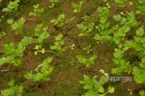 南方一年四季皆可进行芹菜育苗