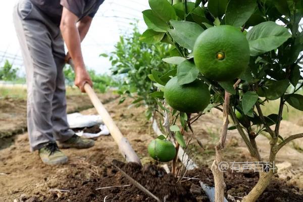 种桔子树应该使用哪种肥料更适合？