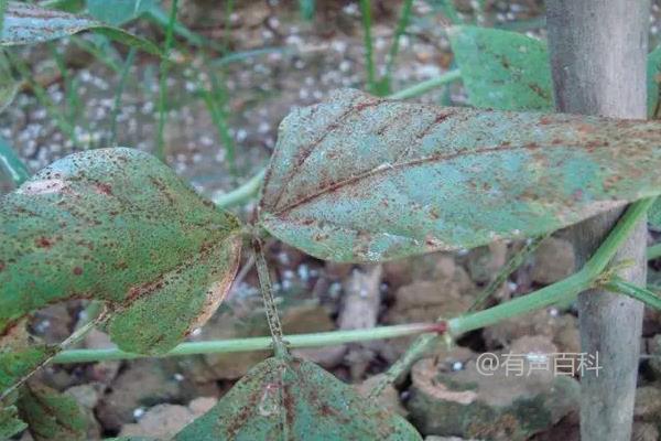 豆角叶子铁锈斑点怎么治？应该使用什么药物？