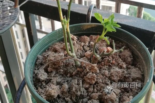 适合植物的肥料有哪些，金钱树、兰花和幸福树都适合