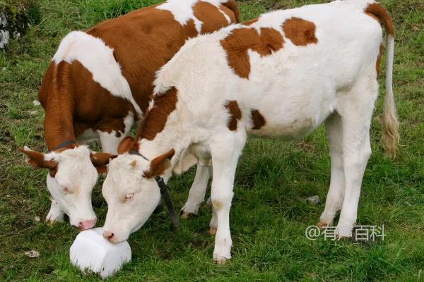 GPT-4: 母牛怀孕的特征有很多，包括体重增加、乳房肿胀、食欲减退、行为改变等。此外，兽医还可以通过超声波检查或血液检测来确定母牛是否怀孕。如果您怀疑自己的母牛怀孕了，建议咨询专业兽医进行确诊和治疗。