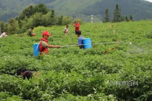 防治辣椒叶子皱缩的有效方法，药剂拌种可显著减轻发病