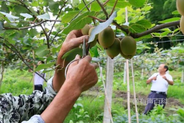 猕猴桃剪枝指南：冬夏季节分别修剪技巧