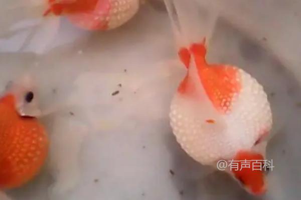 金鱼尾巴为何溃烂？水质问题与细菌感染可能是原因