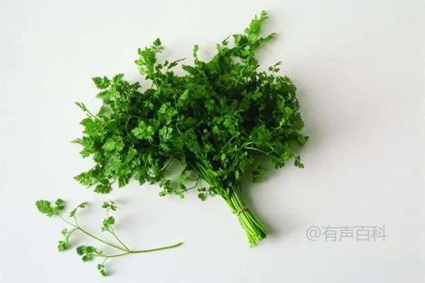 冷冻保存香菜的时间有多长？香菜最长可以保存多久？