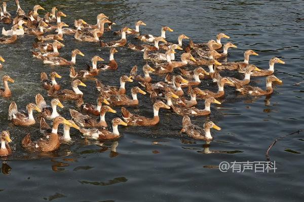 鸭子害怕什么药物？