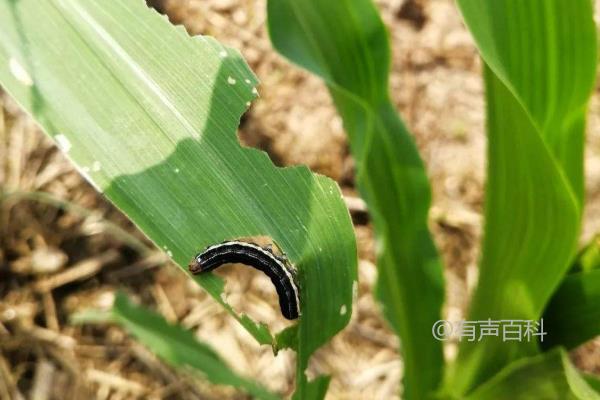 玉米粘虫防治方法：物理防治和化学防治效果详解