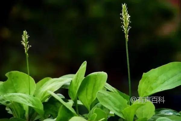 车前草种植技术及播种育苗方法