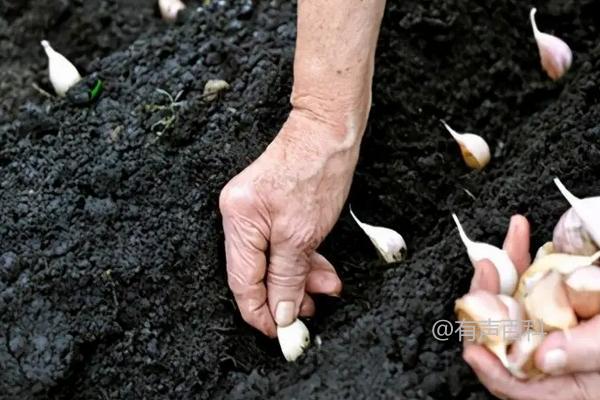 大青棵蒜品种介绍及种植技巧