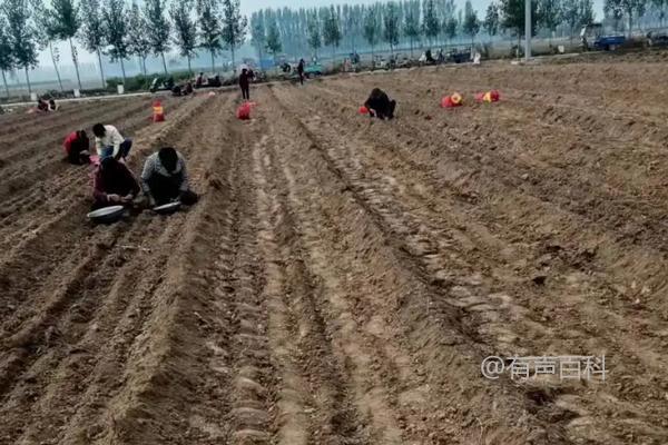 大青棵蒜品种介绍及种植技巧