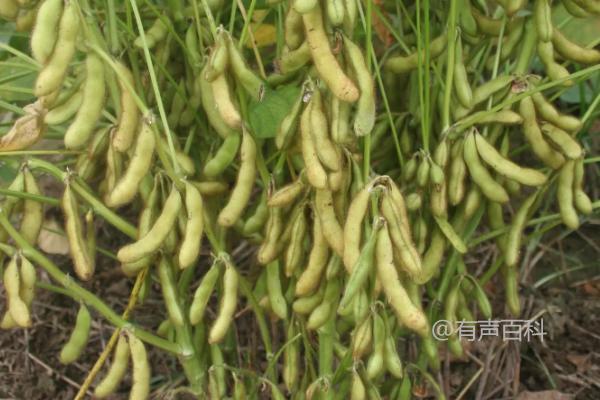 东农豆360大豆种子特点及无限结荚习性