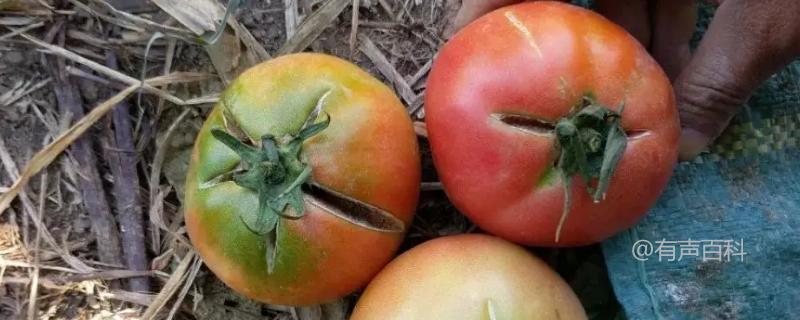 大棚番茄后期裂果防治方法及巧施肥技巧