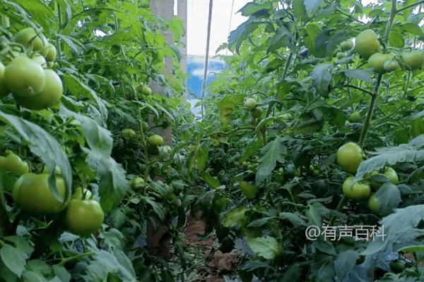 大棚番茄后期裂果防治方法及巧施肥技巧