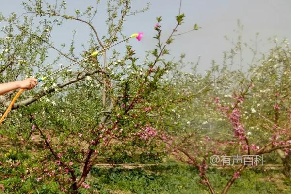 摘除受虫害影响的果实，有效防治桃心虫的方法