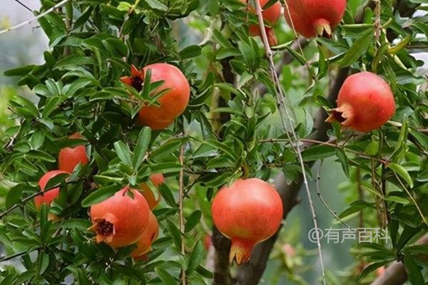 石榴树的结果时间及果实成熟期一般为9-10月份