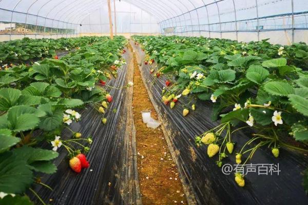 针对大棚果菜通风不当的问题，早上9点可放风半小时可能不足以有效解决通风问题。建议考虑以下几点来改善：

1. **增加通风时间和频率**：大棚内的空气流通非常重要，特别是在炎热或潮湿天气。可以考虑每天多次进行短暂的通风，如早晨、中午和下午各开窗通风一段时间，确保空气流动和湿度控制。

2. **调整通风时段**：早上9点虽然是一段通风的好时机，但具体时段的选择应该根据当地的气候和季节来调整。有时候可能需要在更早或更晚的时段通风效果更佳。

3. **改进通风设施**：检查大棚的通风设施，确保通风口、窗户和天窗设计合理，并保持畅通无阻。必要时可以考虑增加通风设备，如风机或自动通风系统。

4. **监测环境条件**：定期监测大棚内的温度、湿度和空气质量。根据监测结果调整通风策略，确保果菜生长环境的稳定和健康。

5. **防止过度通风**：尽管通风重要，但避免在寒冷或刮风天气过度通风，以免影响作物生长和健康。

通过以上方法综合考虑和实施，可以有效改善大棚果菜的通风问题，促进作物生长和产量的提升。