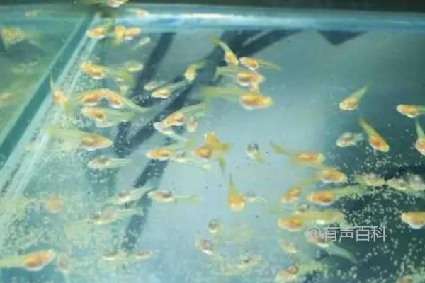 孔雀鱼苗怎么快速生长，孵化的丰年虾卵、剪碎的水蚯蚓可为其提供养分