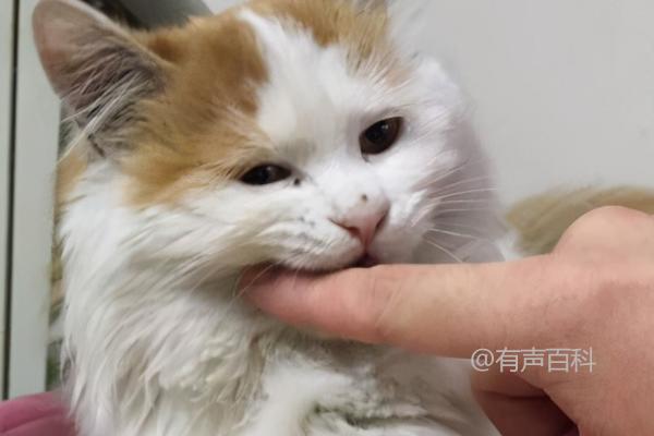 猫为何会叫？可能是渴望主人的陪伴