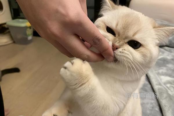 猫为何会叫？可能是渴望主人的陪伴