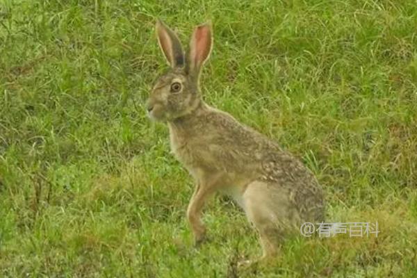 野兔冬季生活规律：昼伏夜出，常躲藏在枯草或土洞中