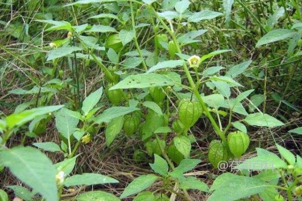 灯笼果种植技巧及后期管理