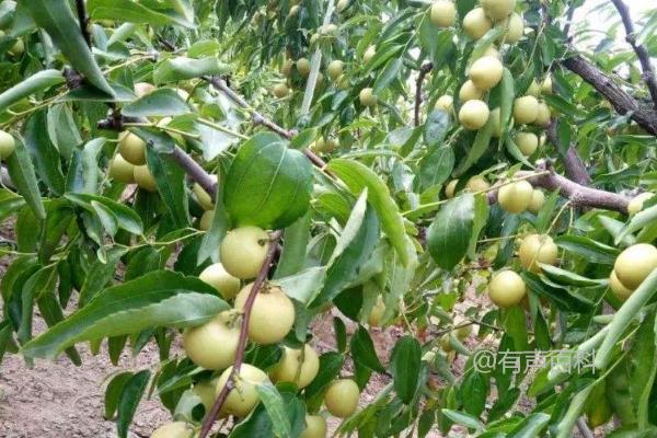 冬枣种植方法与技巧，清水浸泡苗木后再开始定植