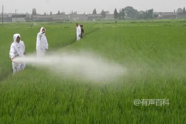 吡唑醚菌酯的使用注意事项